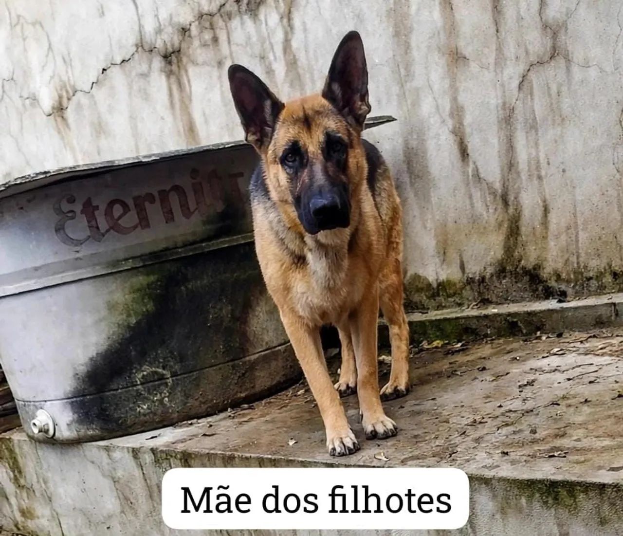 Filhotes de Pastor Alemão  - Foto 3