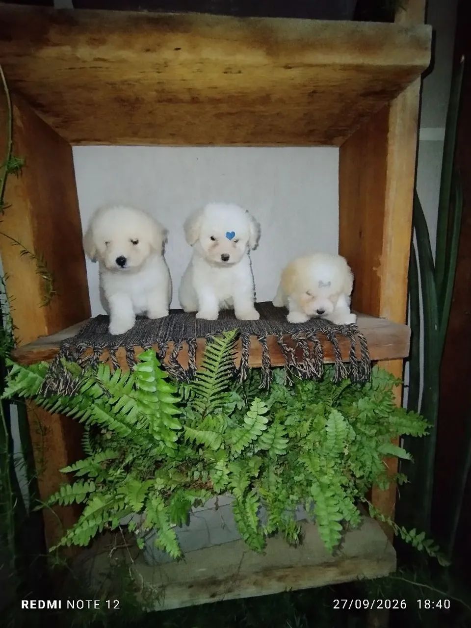 Poodle toy
