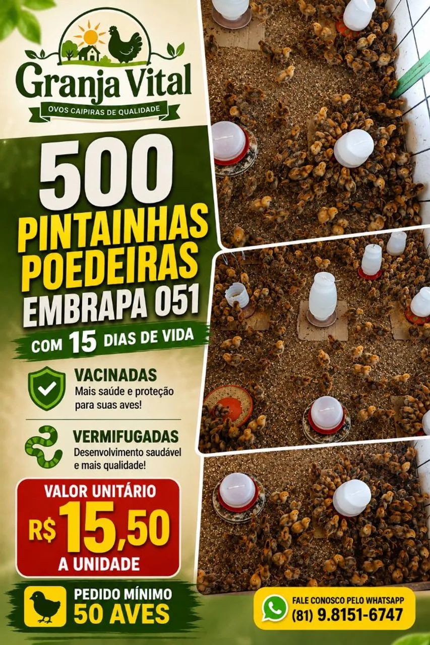 Poedeiras Embrapa 051 - Foto 2