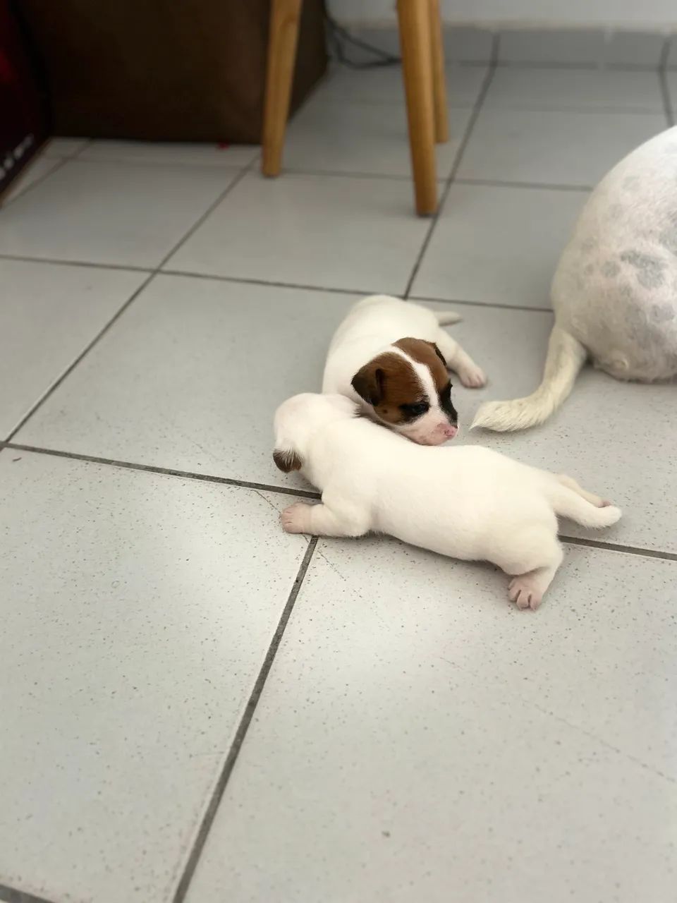 Jack Russel  - Foto 5