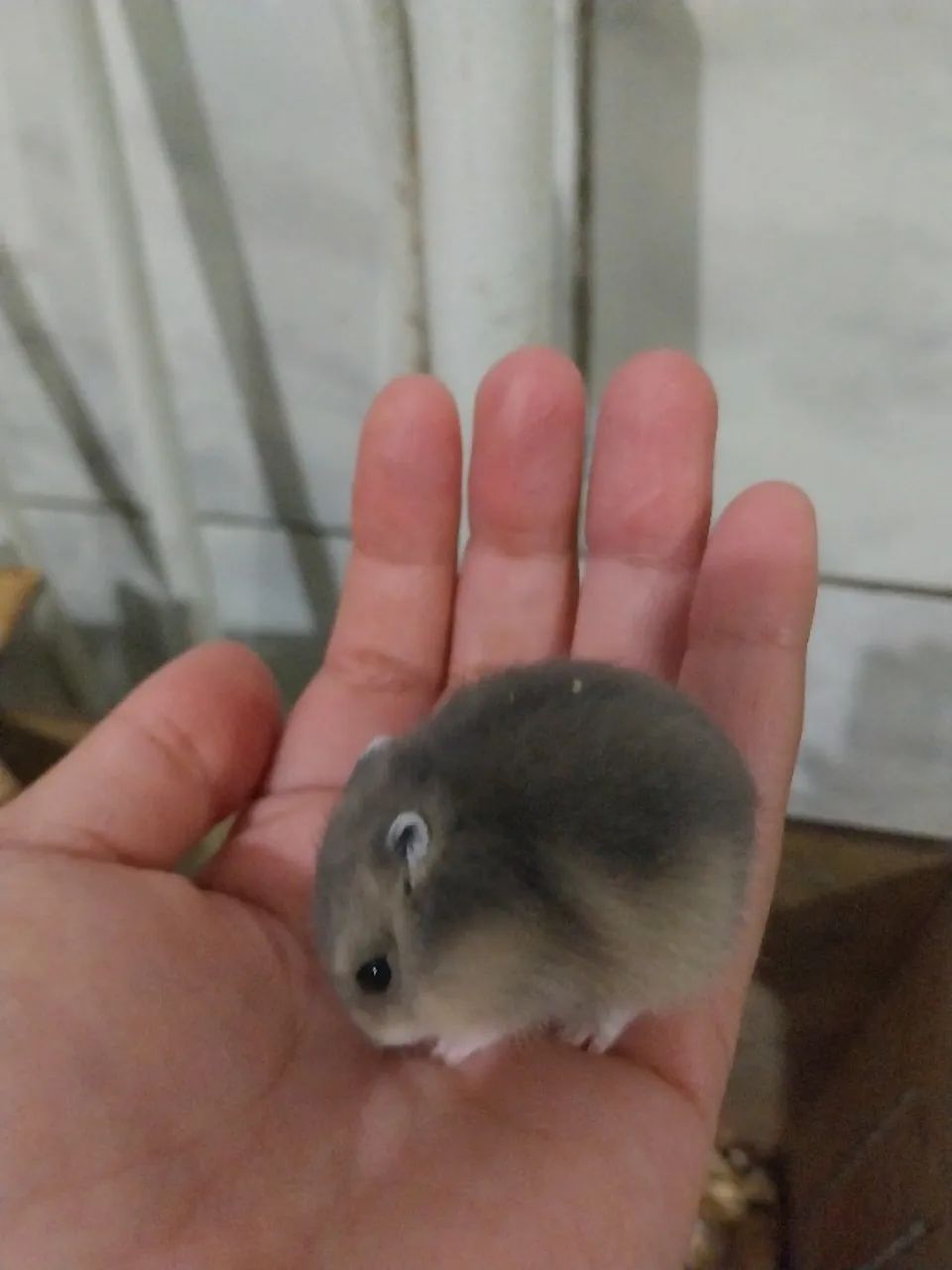 Hamster anao russo