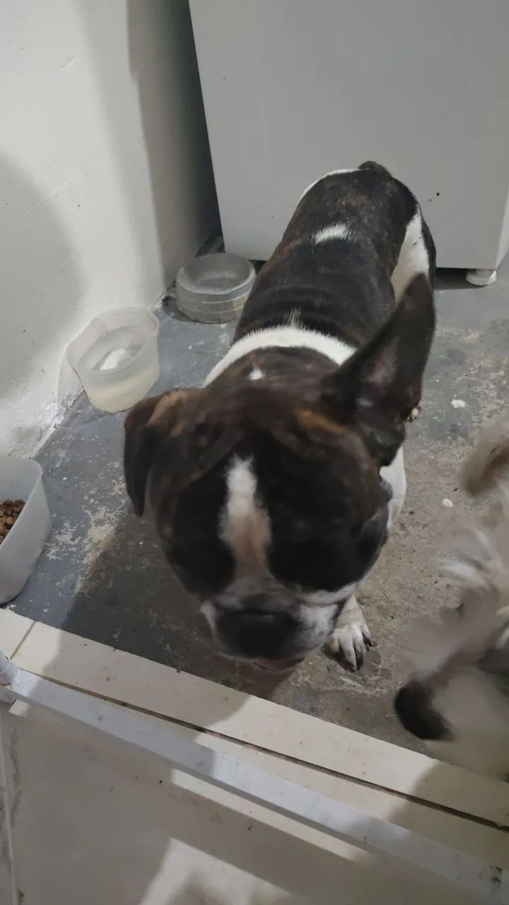 Buldog  - Foto 2