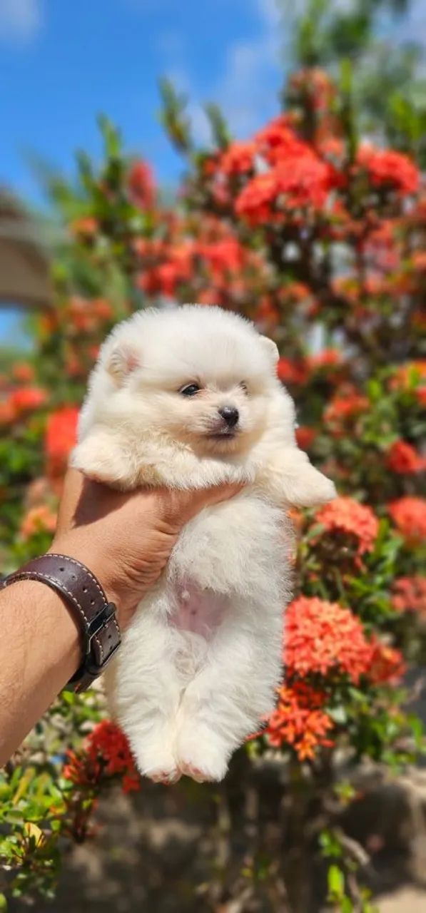 Lulu Da Pomerania Anão, Spitz Alemão Anão