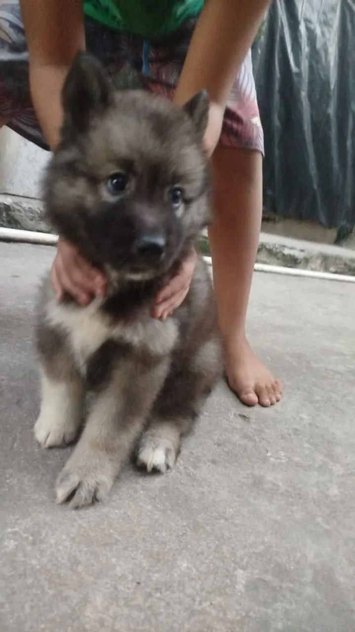 Cachorro husky siberiano