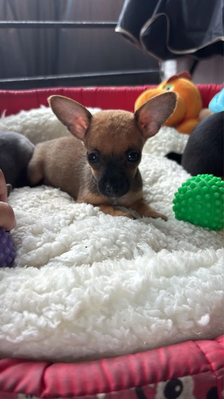 Pinscher macho e fêmea  - Foto 5