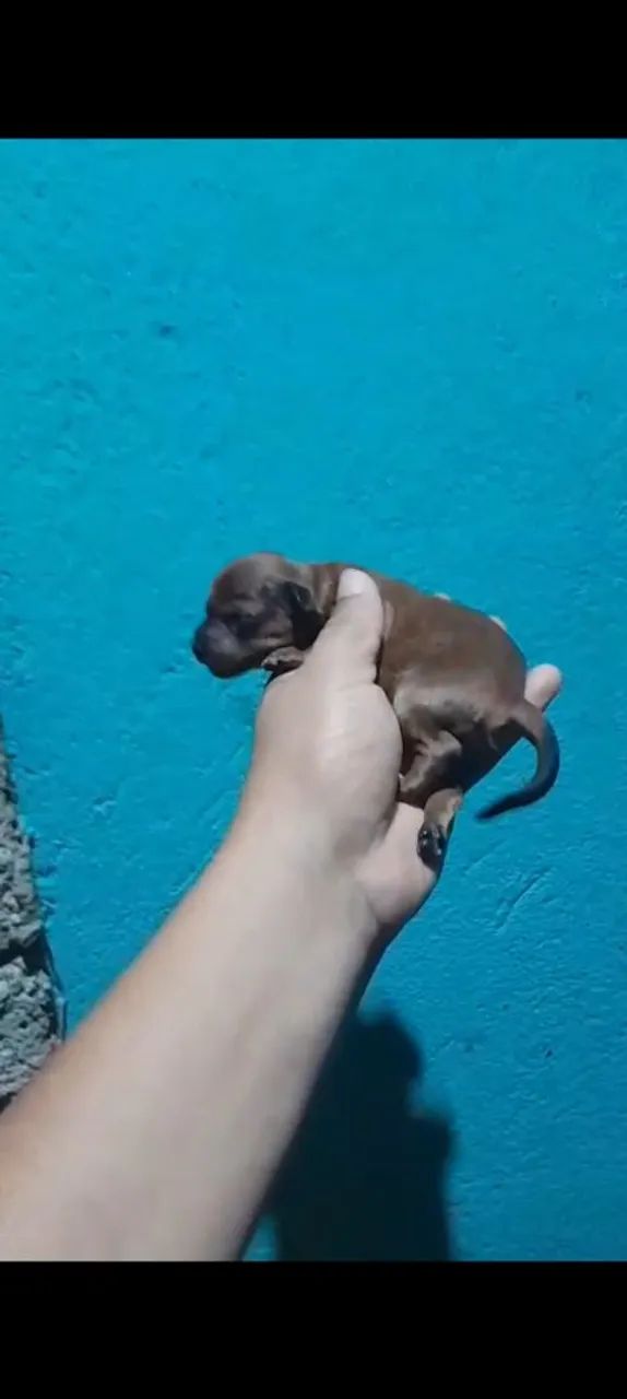 Cachorro pinscher 0 - Foto 3