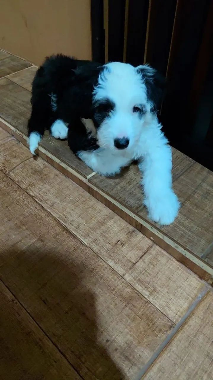 Machinho  - Foto 2