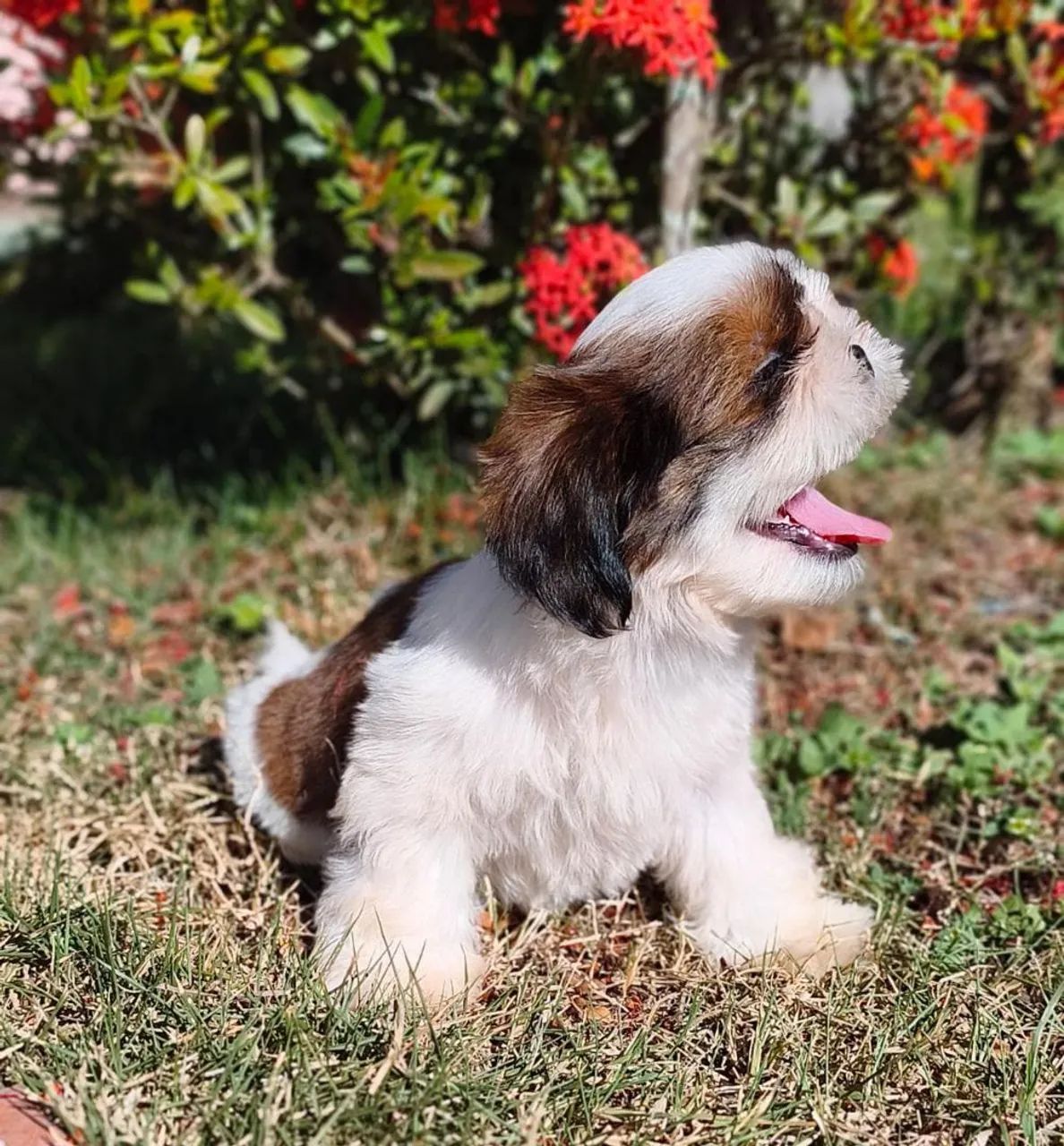Shihtzu macho - Foto 3