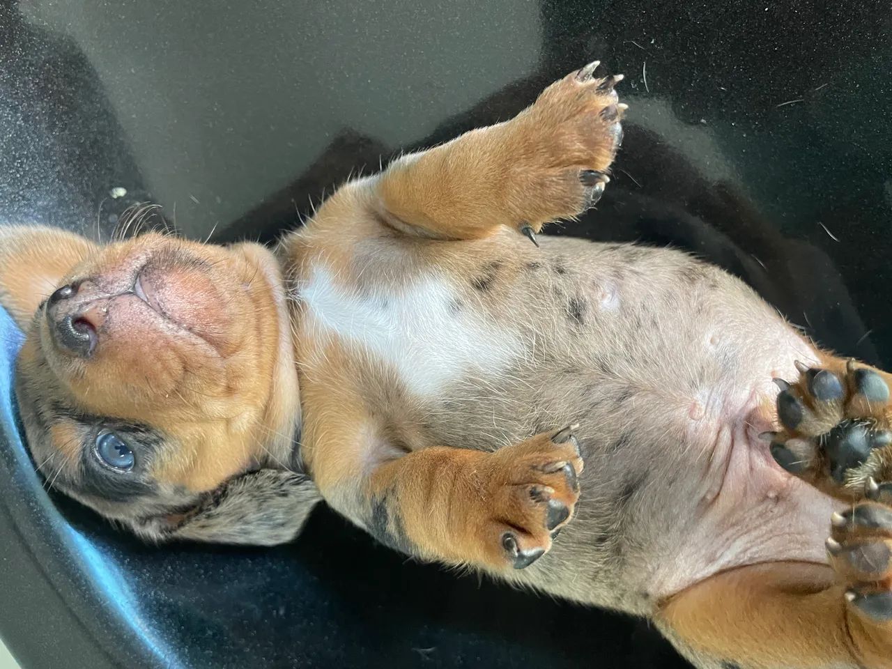Dachshund  - Foto 3