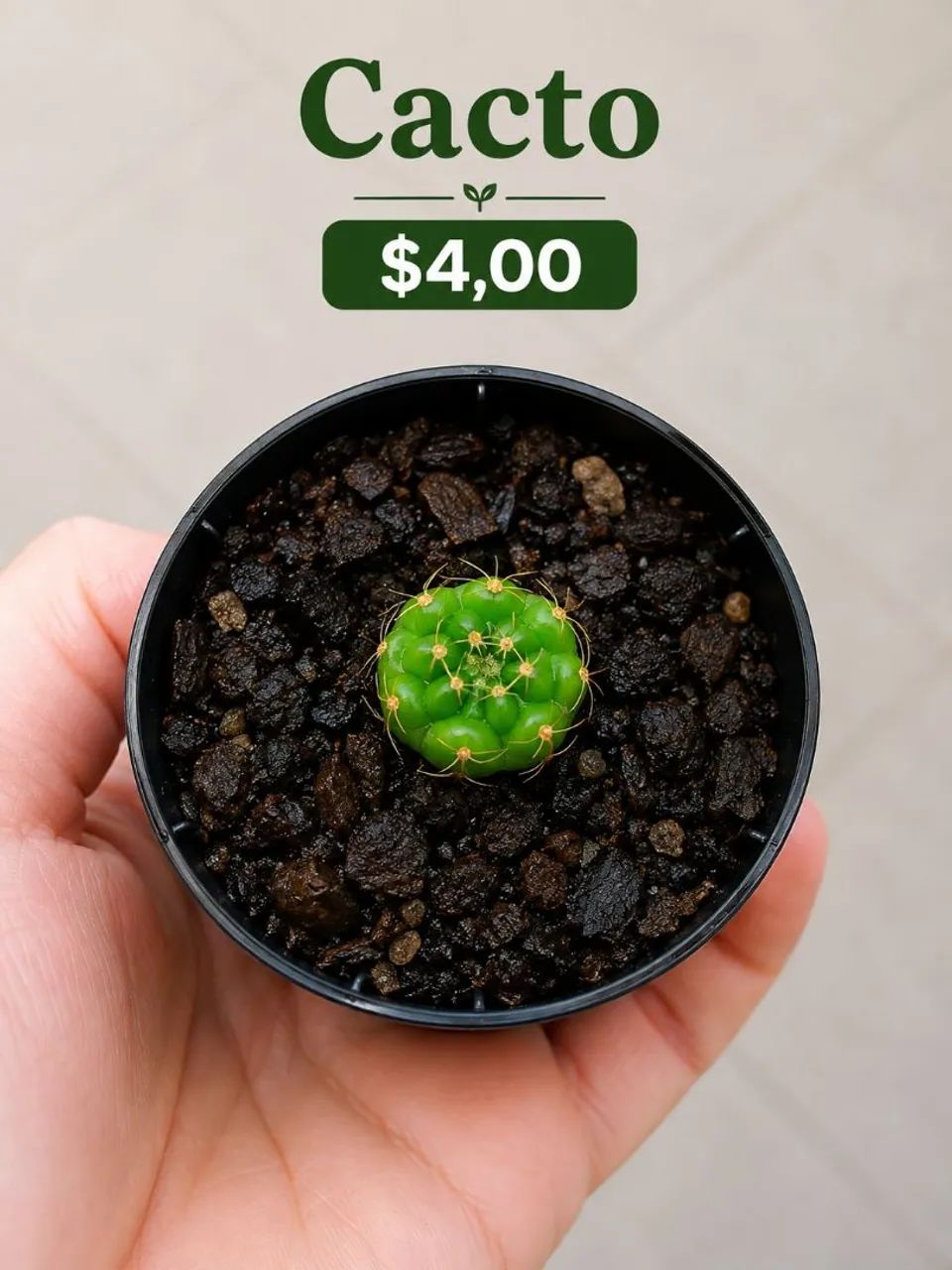 Plantas e cactos  - Foto 5