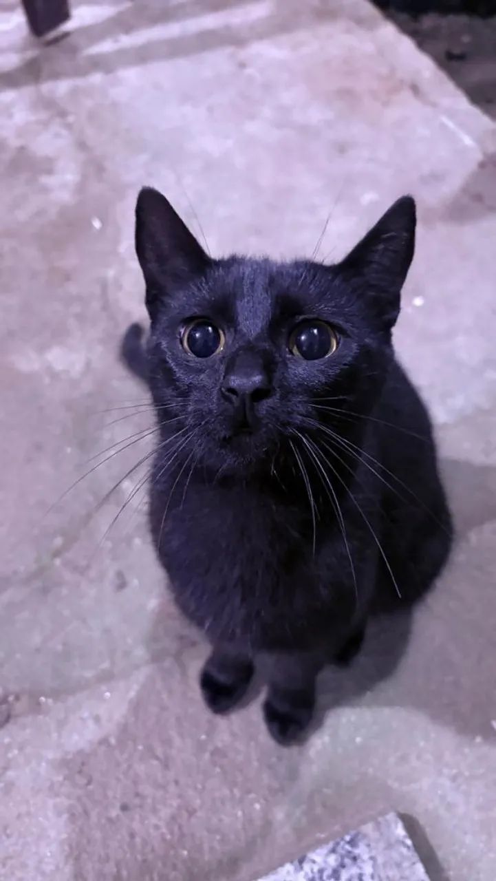 Adoção responsável- gatos - Foto 2