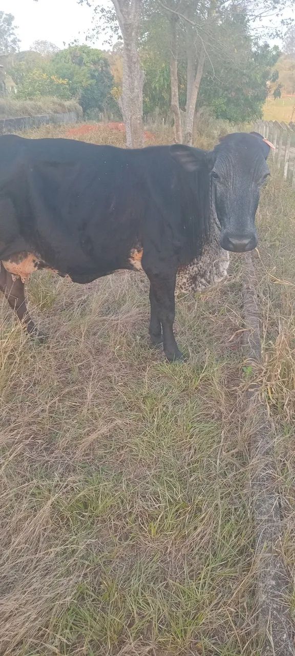 Vendo ou troco bezerro e vaca - Foto 3