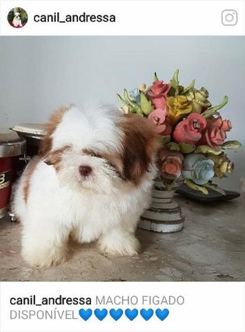 Shih tzu de qualidade