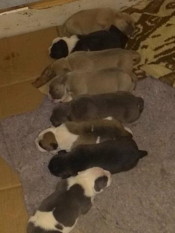 Cobertura de American Bully - Foto 6