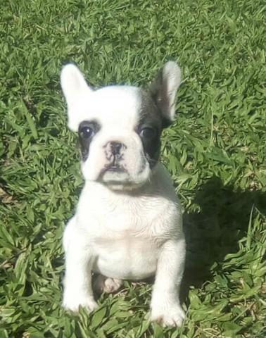 Bulldog Francês parcelado em 10x s juros