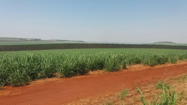 Fazenda 41 alqueires em Brodowisk 4.300.000.00 - Foto 6