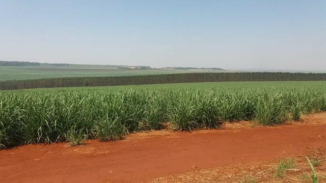 Fazenda 41 alqueires em Brodowisk 4.300.000.00 - Foto 7