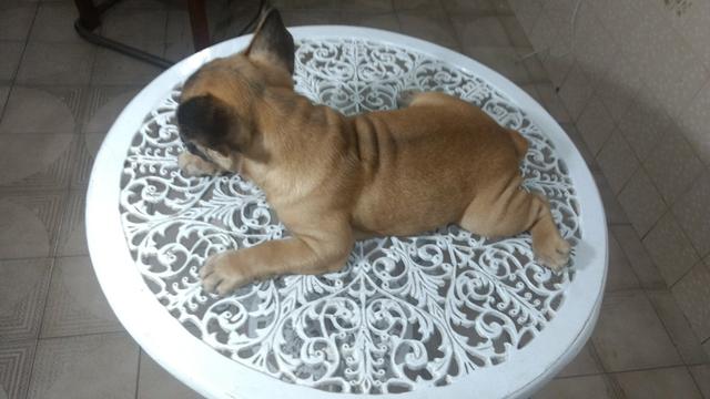 Bulldog Francês cabeça escura;cor uniforme;perna arqueada, orelha levantada($2200) - Foto 4