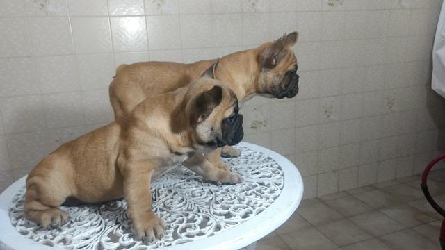 Bulldog Francês cabeça escura;cor uniforme;perna arqueada, orelha levantada($2200) - Foto 3