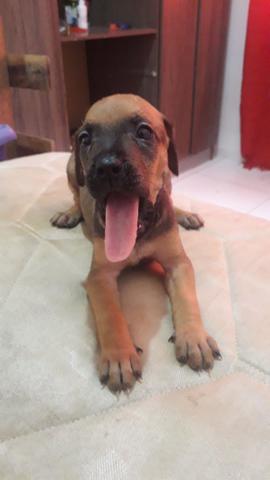 Pitbull - Foto 3
