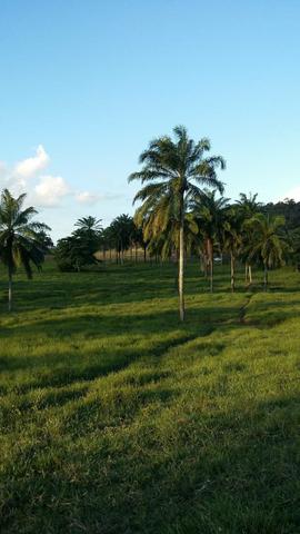 Vendo Linda Fazenda - Foto 13