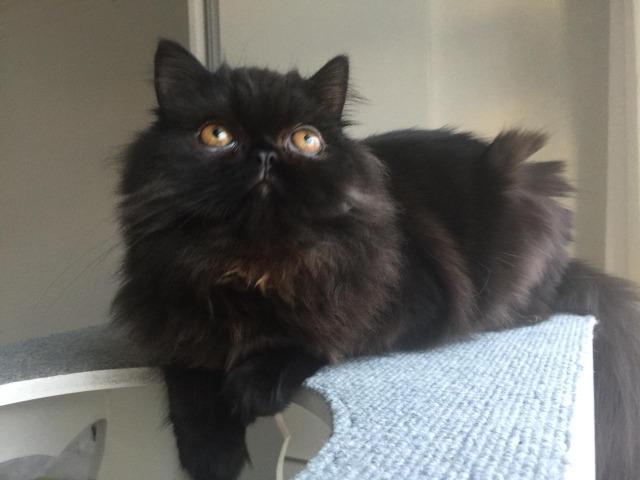 Gato persa - Foto 3