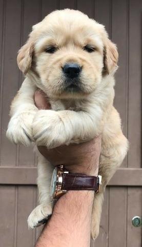 Golden Retriever, filhotes vacinados e vermifugados