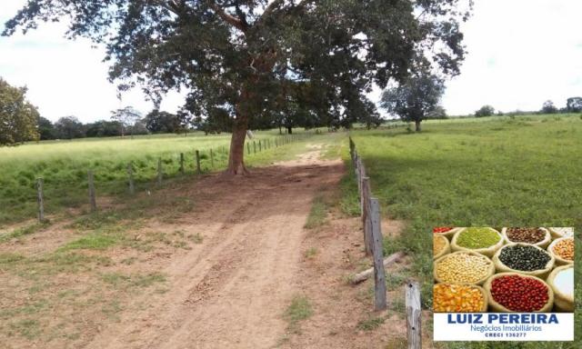 FAZENDA A VENDA DE 906 ALQUEIRÕES EM ARAGUAÇU - TO (Dupla Aptidão) - Foto 15