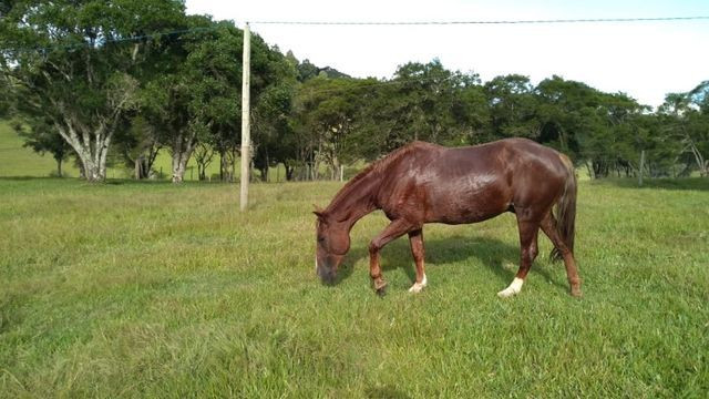 Vende - Foto 2