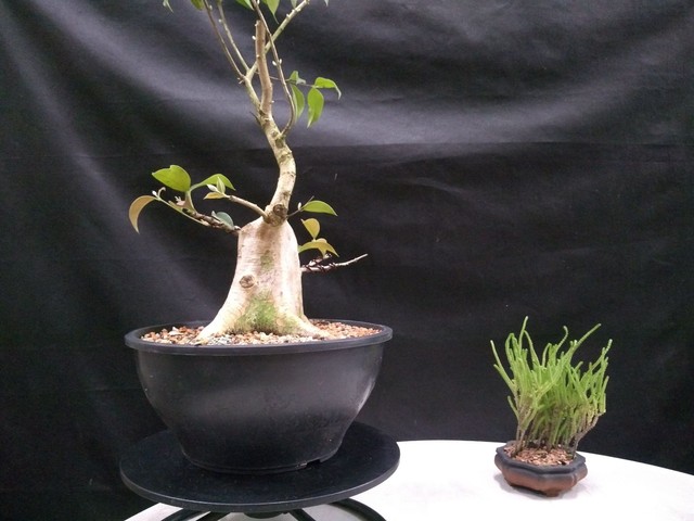 Pre bonsai guabiju 