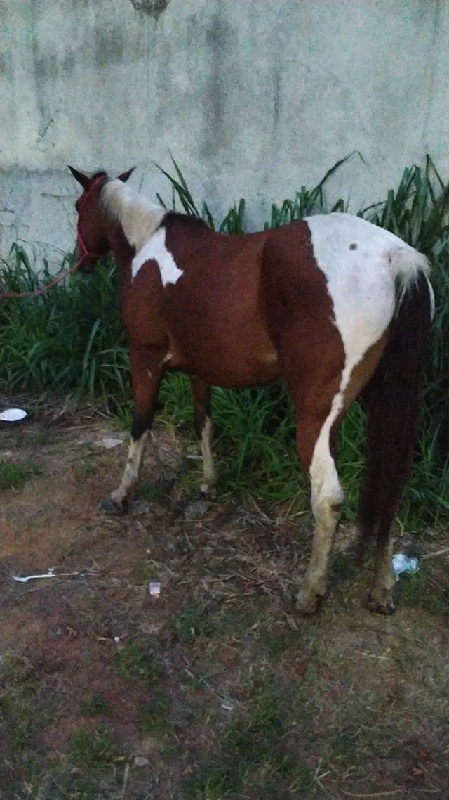 Égua Paint Horse pura