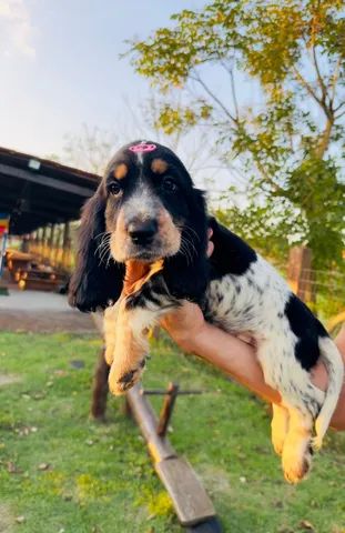 Filhote de Cocker Spaniel Inglês Melhor Preço Sergipe - Filhote de