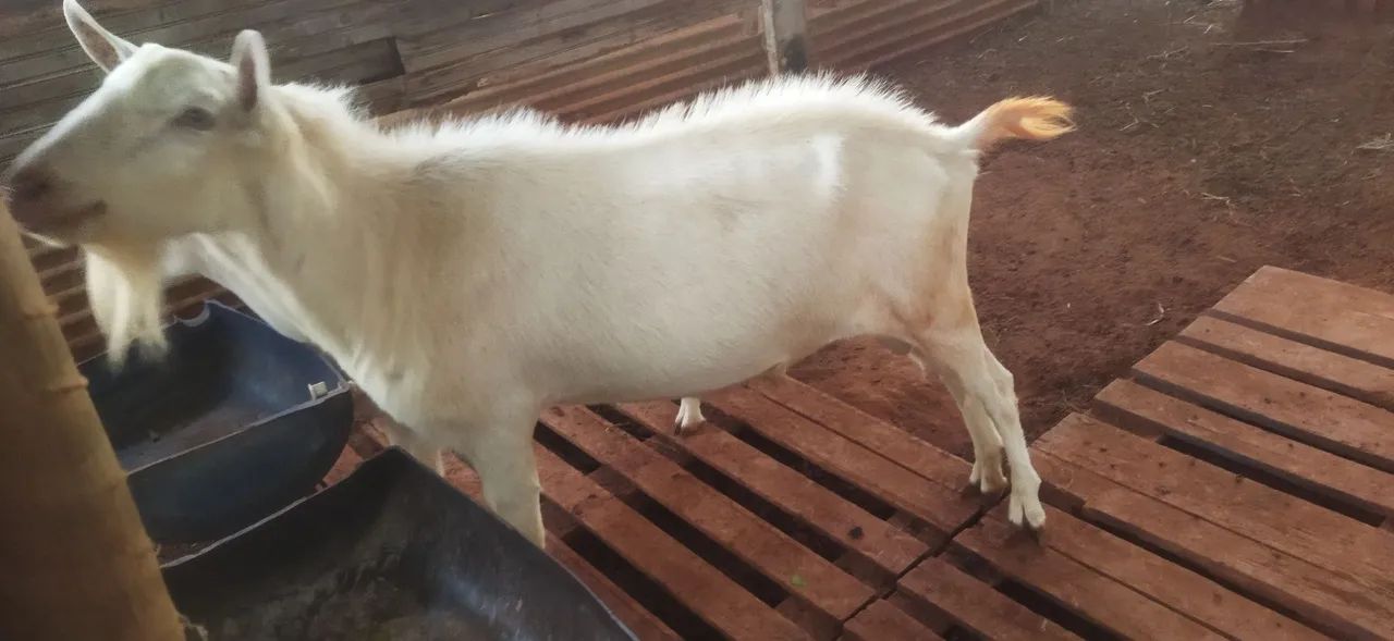 Reprodutor da raça sani