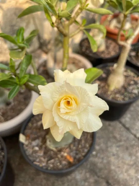 Rosa do Deserto Amarela Id Aurora