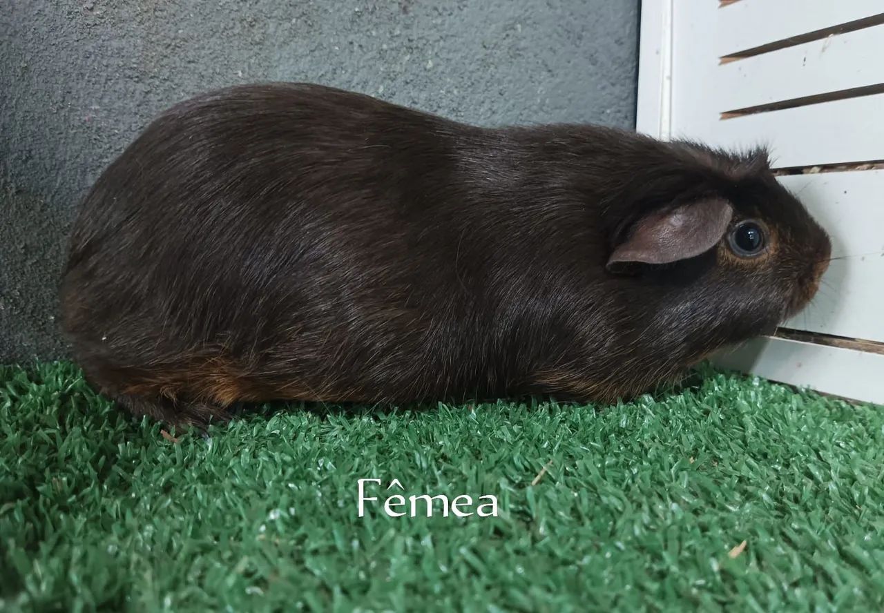 Porquinho da Índia  Self - Foto 5