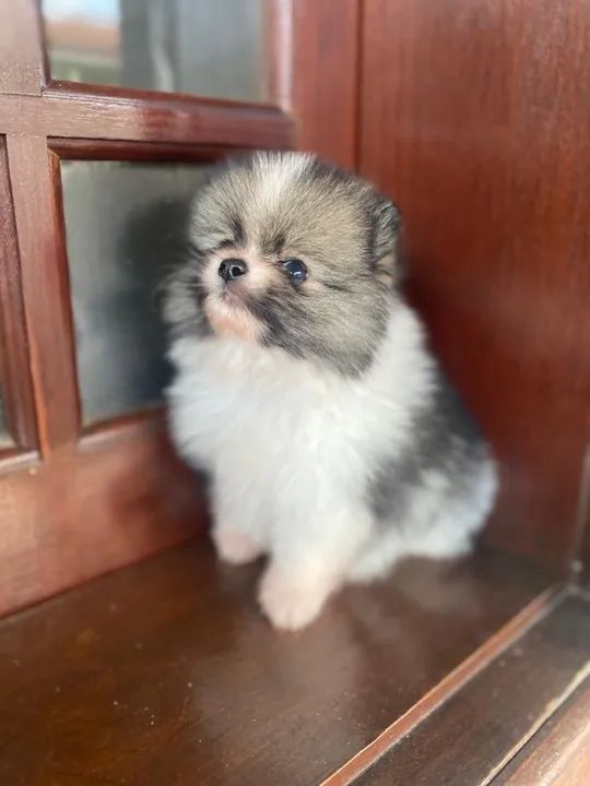 Spitz alemão anão  - Foto 2