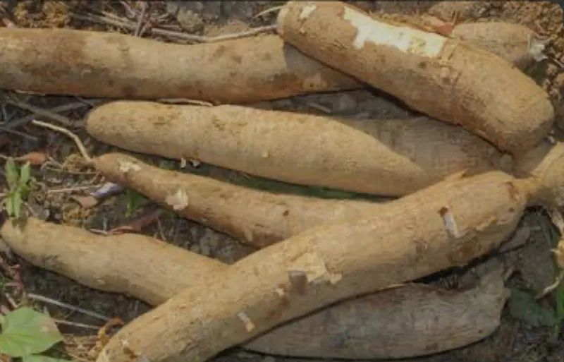 Ramas de mandioca para plantio - Foto 2