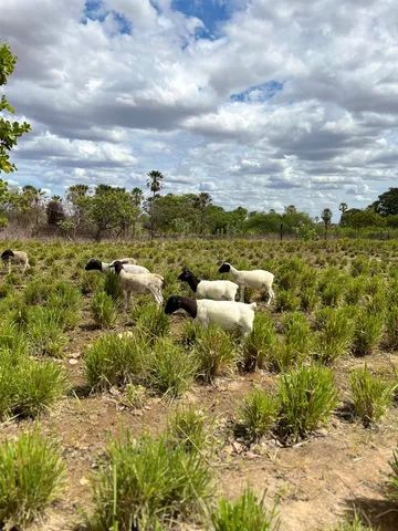 Linha de Reprodução Dorper a partir de R$800,00