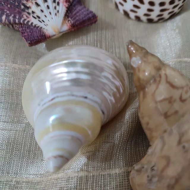 Conjunto de conchas  - Foto 5