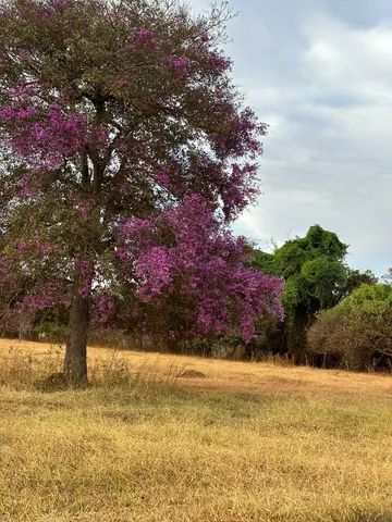 Chácara Recreio em Araçu-GO! - Foto 5