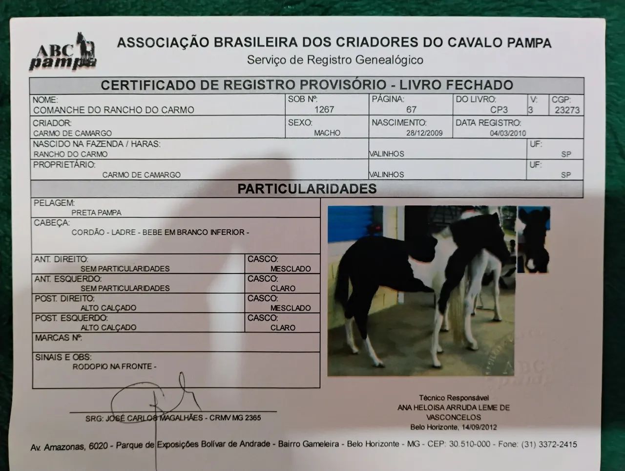 Cavalo Mangalarga pampa de preto  - Foto 5