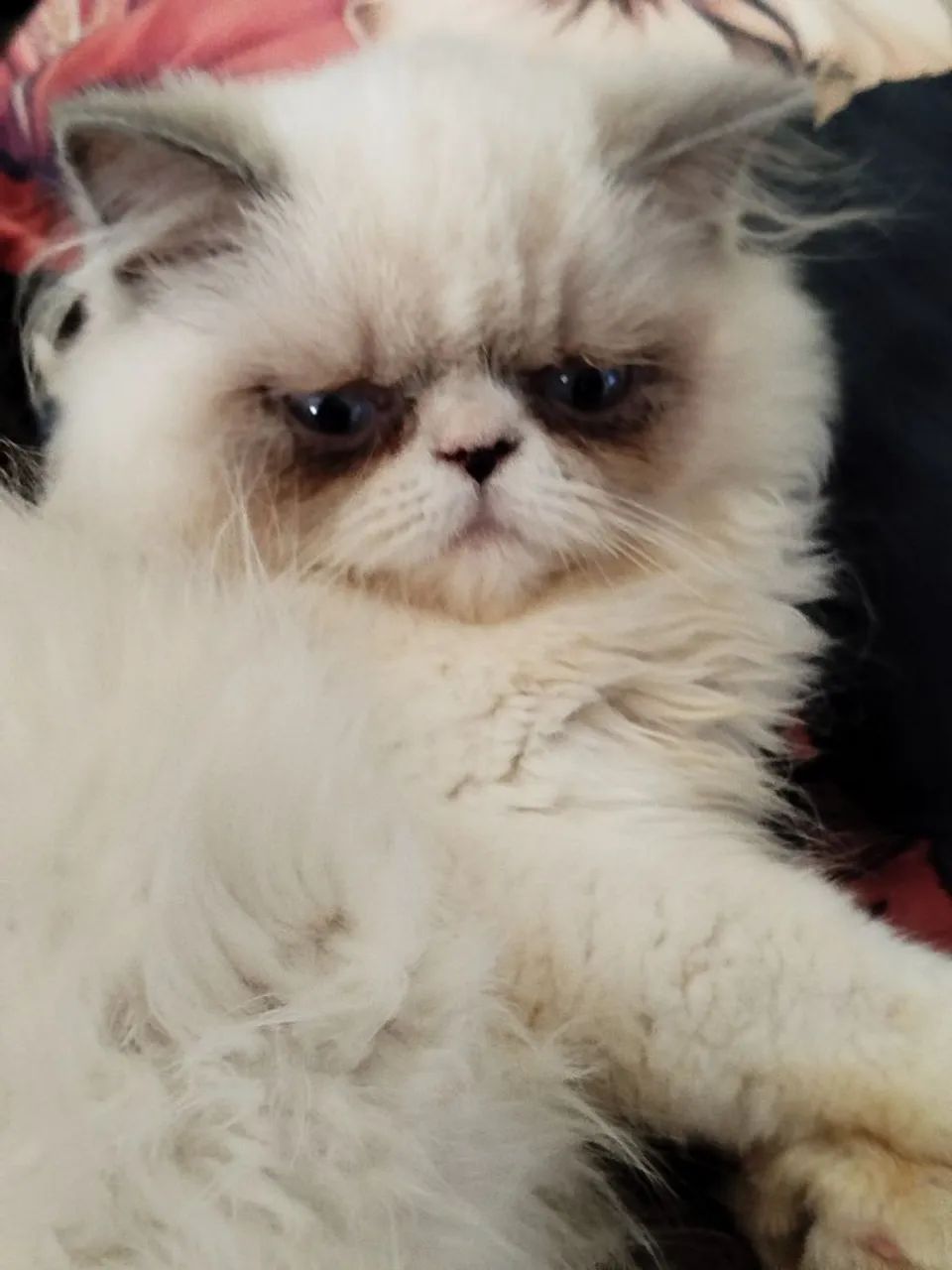 Gato persa lindo - Foto 2