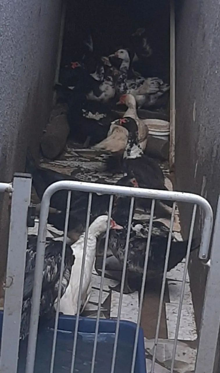 Patos Lindos e Saudáveis - Foto 3