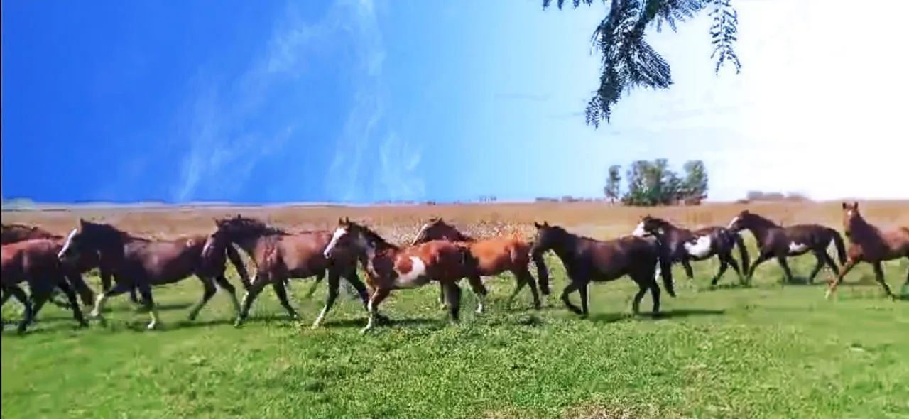 Potros crioulos-varios pelos- oveiro negro