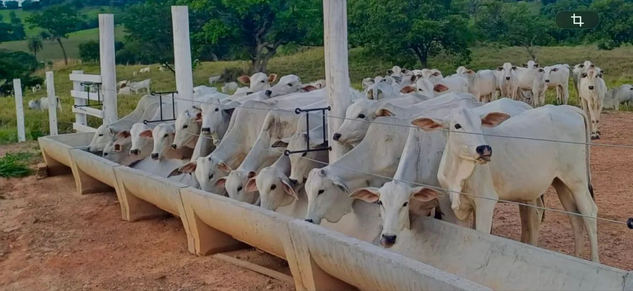 BEZERRAS FÊMEAS 12 MESES - Foto 3