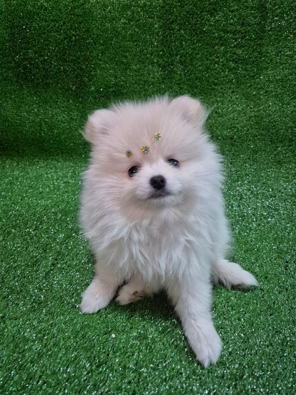 Filhotes de Spitiz Alemão  - Foto 2