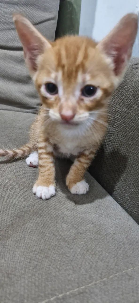 Gatinhas para adoção - Foto 6