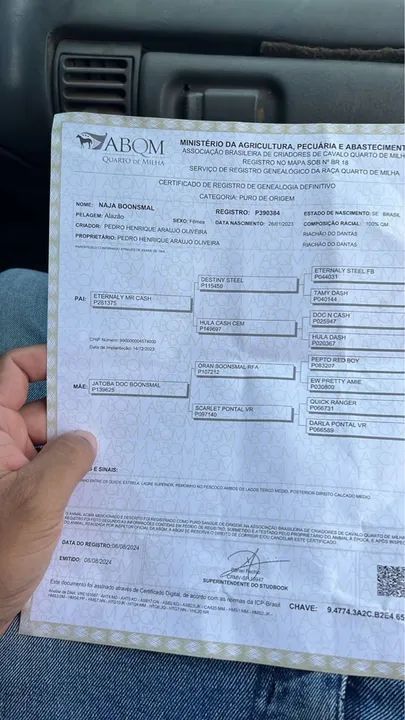 Potra Quarto de Milha PO - Foto 4