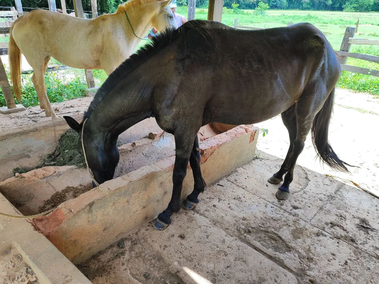 Egua Mangalarga Marchador marcha batida - Foto 2