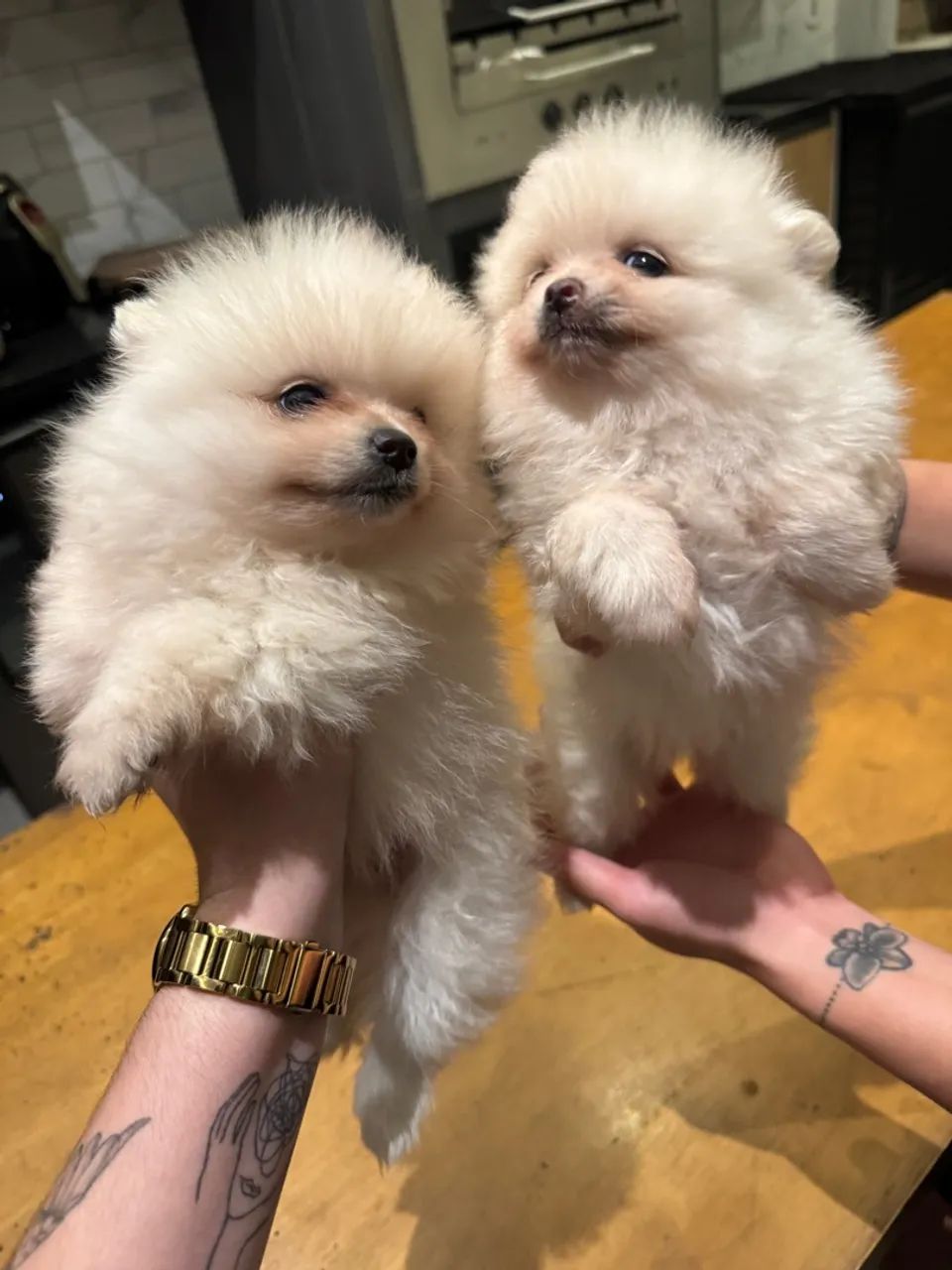 Vendo Lulu da pomerania 